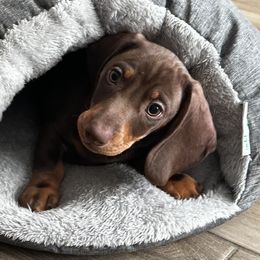 Dachshund Puppies from Empire's Dachshunds