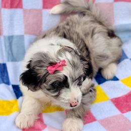 Pink collar toy - Blue merle female Aussiedoodle puppy in 32046, Florida from River Hill Ranch
