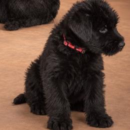 Fawn - Black female Giant Schnauzer puppy in Helena, Alabama from The Copper Cottage Canines LLC