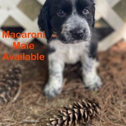 Macaroni - Black and white male English Springer Spaniel puppy in Hudson, Michigan from Picky’s Puppies