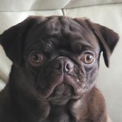 Sitka - Pug