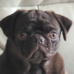 Sitka - Pug