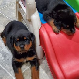 Rottweiler Puppies from Sky Valley Rottweilers