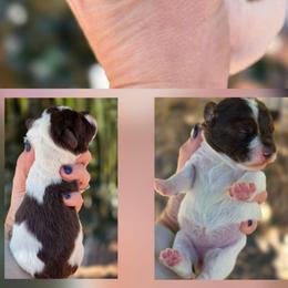 Lucy - Parti female Schnoodle puppy in Timmonsville, South Carolina from For the LOVE of Poodles, Doodles and Sheepdogs