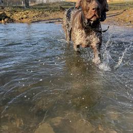 German Shorthaired Pointers from Aleshia Hissem