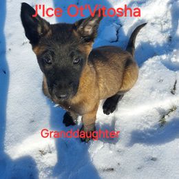 Greta Gremlin - Belgian Malinois puppy from Forever Family K9
