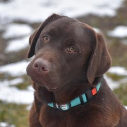 Teal - Labrador Retriever
