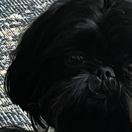 Shih Tzus from Denise Roach