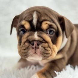 Flower - Chocolate tri-color female Bulldog puppy in Clever, Missouri from Crystals Bulldog Bungalow