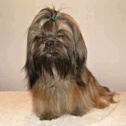 Toby - Shih Tzu
