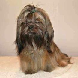Toby - Shih Tzu
