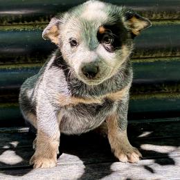 L63-06 - Blue female Australian Cattle Dog puppy in Sheridan, Oregon from 6pk Cattledogs