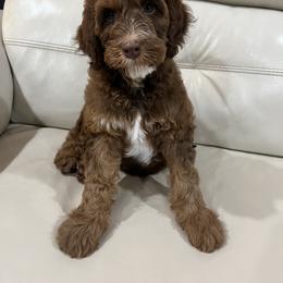 Australian Labradoodle Puppies from Little Kingdom Doodles