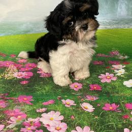 Tank - Black and tan male Havanese puppy in Gainesville Ocala, Florida from Curly Que Standard Poodles and Havanese