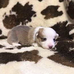 Dasher - White and red male Pembroke Welsh Corgi puppy in Hillsville, Virginia from Bonderosa Kennels