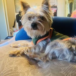 German Shepherd, Toy Australian Shepherd, and Yorkshire Terrier Puppies from CountryHart Kennels