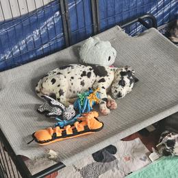 Great Dane Puppies from Phantasm Farms