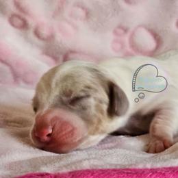 Dapple pie girl - Dapple female Dachshund puppy in Herald, California from Bluegum Dachshunds