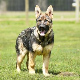 German Shepherd Puppies from Auf der Marquis German Shepherds