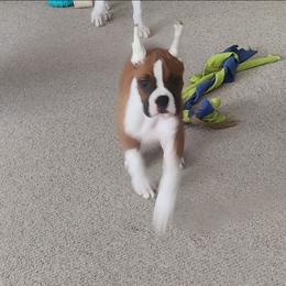 Millie Show Prospect - Fawn female Boxer puppy in Toledo, Ohio from Julie Wilmore Olympic Boxers