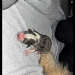 Giovanni - Merle male Goldendoodle puppy in Pleasant Hill, Iowa from Courtney Nicole's Mal Shihs & Goldendoodles