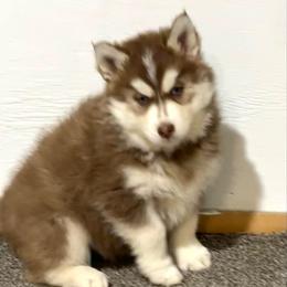 Summit - Red and white male Siberian Husky puppy in Vail, Iowa from Homegrown Huskies