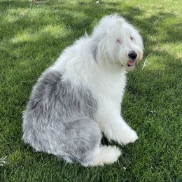 Saylor - Old English Sheepdog