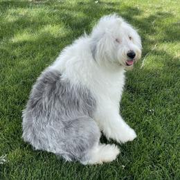 Saylor - Old English Sheepdog
