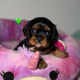 Green Collar - Black and tan female Cavalier King Charles Spaniel puppy in Somerset, California from Cantina Labs and Cavs