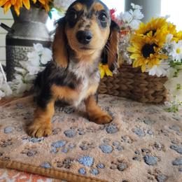 Beau - Dapple male Dachshund puppy in Hudson, Michigan from Mittentail Kennel Miniature Dachshunds & Australian Shepherds