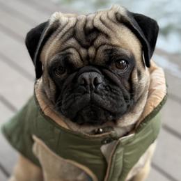 Bandit - Pug