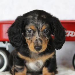 Dachshunds and Toy Australian Shepherds from Cross Bar