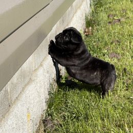 French Bulldog Puppies from Von Bales French Bulldogs