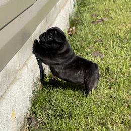 French Bulldog Puppies from Von Bales French Bulldogs