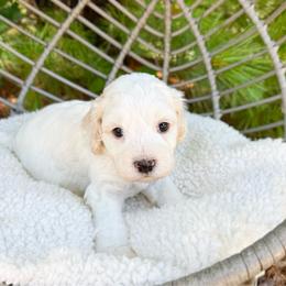 Swiss - Cream male Australian Labradoodle puppy in Wamego, Kansas from Doodles of Oz