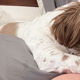 Shih Tzus and Shorkies from Shorkie & Shih Tzu Haven