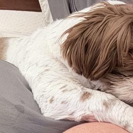 Shih Tzus and Shorkies from Shorkie & Shih Tzu Haven