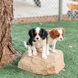 Cavalier King Charles Spaniel and Great Pyrenees Puppies from Windy Pines Ranch