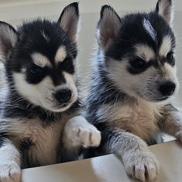 Pomsky Puppies from Peoria Pomskies