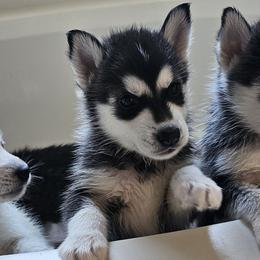 Pomsky Puppies from Peoria Pomskies