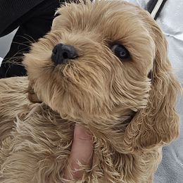 Squeak - Buff Boy Black Nose - Buff male Cockapoo puppy in Ocean Township, New Jersey from Teddy Bear Cockapoos