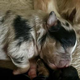 Merle boy - Blue merle male Australian Shepherd puppy in Tennessee from PaintedS Aussies