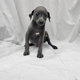 Pax - Blue male Italian Greyhound puppy in Newalla, Oklahoma from Heartland Iggys