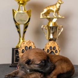 Belgian Malinois Puppies from Nebraska K9