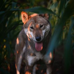 Shikokus from Aoiyama Sou Shikoku Kennel