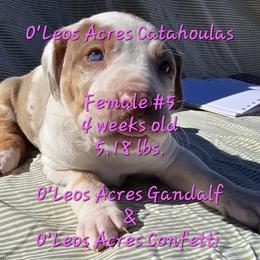 FEMALE  - 5 - Red merle female Catahoula Leopard Dog puppy in Perry, Florida from O'Leos' Acres Catahoulas