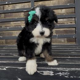 Daisy - Black tri-color female Aussiedoodle puppy in Cartersville, Georgia from Simply Blessed Doodles