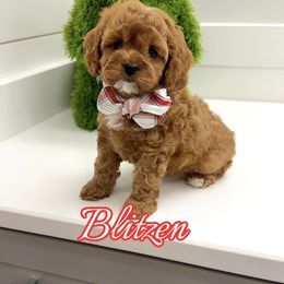 Blitzen - Red male Cavapoo puppy in Buford, Georgia from Petite Posh Puppies