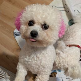 Paris - Bichon Frise