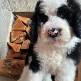 TAHOE - Black and white female Sheepadoodle puppy in Charlo, Montana from Heavenly Hilltop Farm